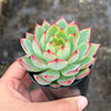 Echeveria 'Dragonfly'