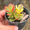 Crassula ovata crosby's compact variegate