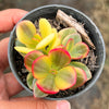 Crassula ovata crosby's compact variegate