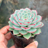 Echeveria 'Hepburn' (SIZE S)