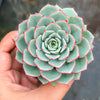 Echeveria 'Hepburn' (SIZE S)