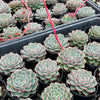 Echeveria 'Hepburn' (SIZE S)