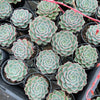 Echeveria 'Hepburn' (SIZE S)