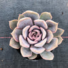 Echeveria 'Orion'