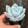 Echeveria Trumso (Candy Heart) - Korea Form
