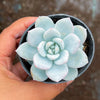 Echeveria Trumso (Candy Heart) - Korea Form