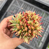 Echeveria agavoides 'Corderoyi' f. cristata (Japanese Form)