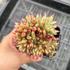 Echeveria agavoides 'Corderoyi' f. cristata (Japanese Form)