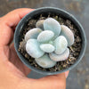 Pachyphytum oviferum 'Moonstones'