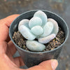 Pachyphytum oviferum 'Moonstones'