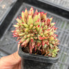 Echeveria agavoides 'Corderoyi' f. cristata (Japanese Form)