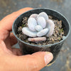 Pachyphytum oviferum 'Moonstones'