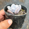 Pachyphytum oviferum 'Moonstones'