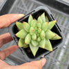 Echeveria agavoides 'Corderoyi' f. cristata (Japanese Form)