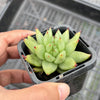 Echeveria agavoides 'Corderoyi' f. cristata (Japanese Form)