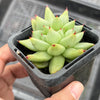 Echeveria agavoides 'Corderoyi' f. cristata (Japanese Form)