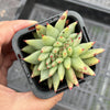 Echeveria agavoides 'Corderoyi' f. cristata (Japanese Form)
