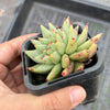 Echeveria agavoides 'Corderoyi' f. cristata (Japanese Form)