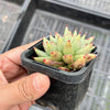 Echeveria agavoides 'Corderoyi' f. cristata (Japanese Form)