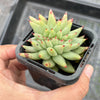 Echeveria agavoides 'Corderoyi' f. cristata (Japanese Form)