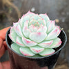 Echeveria 'Peach Queen' - Korea Form