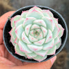 Echeveria 'Peach Queen' - Korea Form
