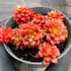 xCremnosedum 'Little Gem' (CLUSTER)