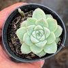 Echeveria 'Peach Queen' - Korea Form