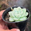 Echeveria 'Peach Queen' - Korea Form