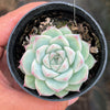 Echeveria 'Peach Queen' - Korea Form