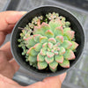 Echeveria amoena