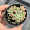 Echeveria amoena