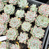 Echeveria 'Mactory' | Korea Form