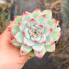 Echeveria 'Mactory' | Korea Form
