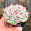 Echeveria 'Mactory' | Korea Form
