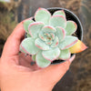 Echeveria 'Mactory' | Korea Form