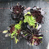 Aeonium 'Big Bang' (S)(PLANT)
