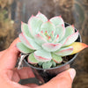 Echeveria 'Mactory' | Korea Form