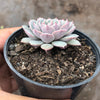 Echeveria pinwheel 'Tuxpan'