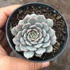 Echeveria pinwheel 'Tuxpan'