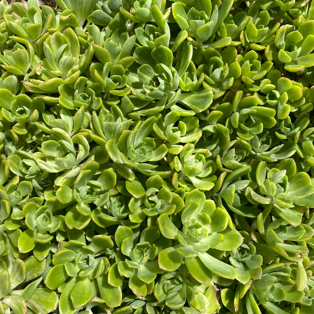 Aeonium castello-paivae (3 x CUTTING)