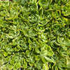 Aeonium castello-paivae (3 x CUTTING)