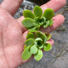 Aeonium castello-paivae (3 x CUTTING)