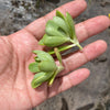 Aeonium castello-paivae (3 x CUTTING)