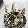 Senecio stapeliaeformis v. minor (RED FLOWER)