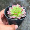 Echeveria 'Party Queen' - Korea Form