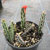 Senecio stapeliaeformis v. minor (RED FLOWER)
