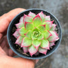 Echeveria 'Party Queen' - Korea Form
