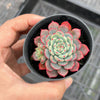 Echeveria Luna Rossa (w/pup)