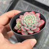 Echeveria Luna Rossa (w/pup)